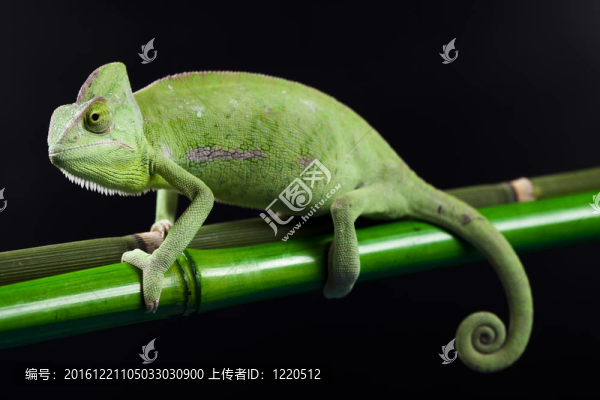 變色龍花