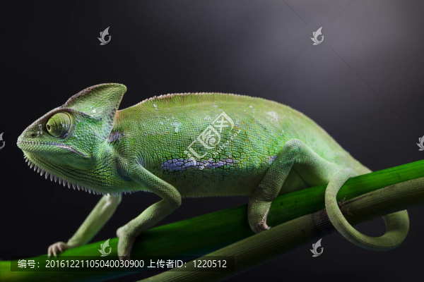 變色龍