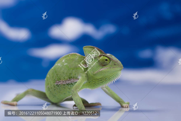 在藍色天空的變色龍