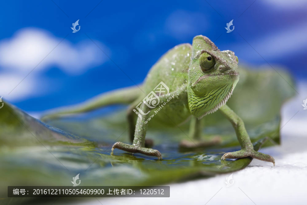七彩變色龍