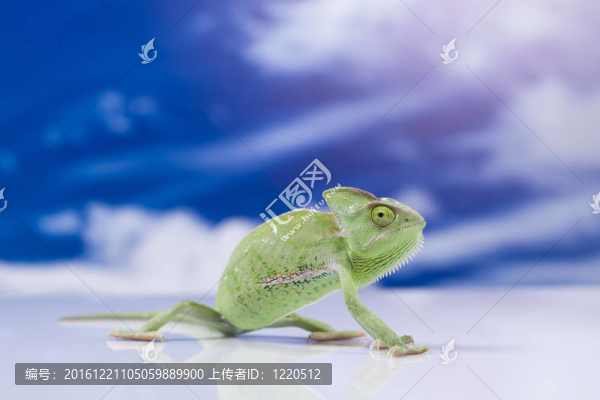 在藍色天空的變色龍