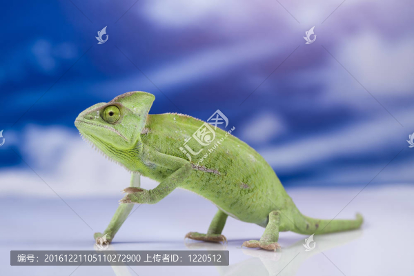 蜥蜴家族；Chameleon