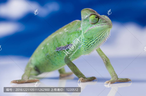 蜥蜴家族；Chameleon