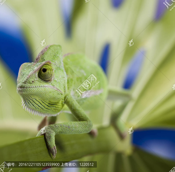 綠色動物；Chameleon