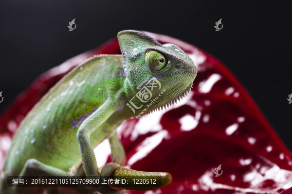 綠色動物；Chameleon