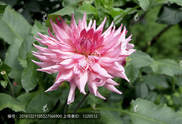 美麗的紫色花朵對(duì)綠色植被