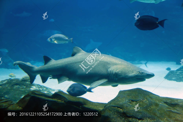 虎鯊