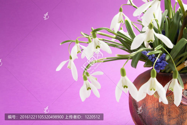 束雪花蓮