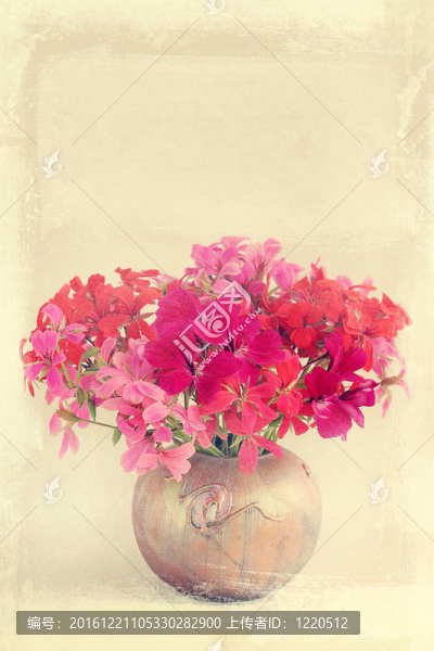 的天竺葵花束