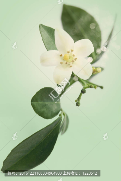 Murraya的分支