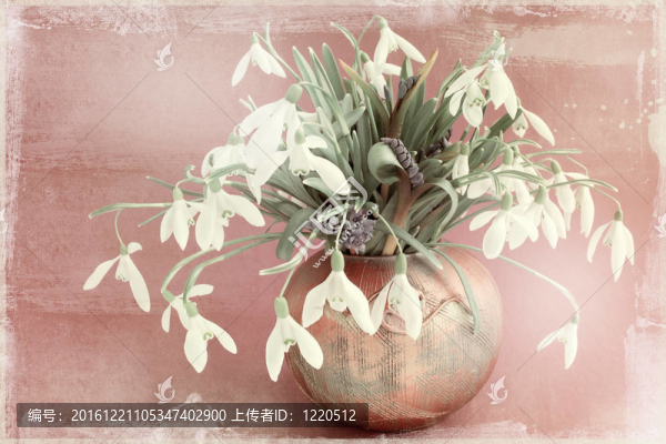 雪花蓮