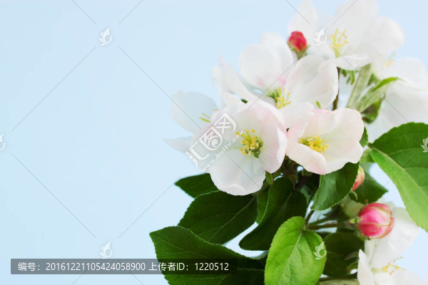 白色的花
