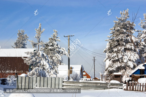 在村里的冬日白雪覆蓋的樹木常綠大包圍
