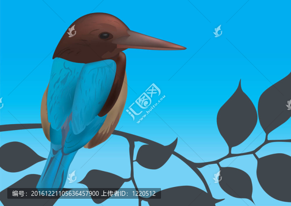 翠鳥鳥插畫圖