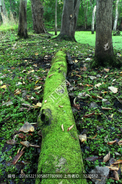 Forest苔蘚覆蓋原木