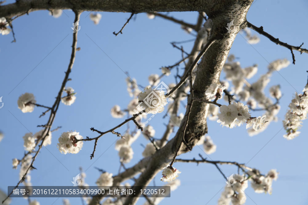 開花的樹枝在春天的藍(lán)天上