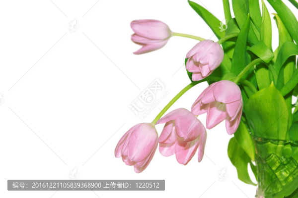 白色背景的鮮紅色郁金香