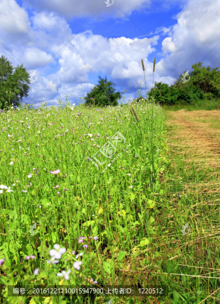 夏天的鄉(xiāng)村景觀