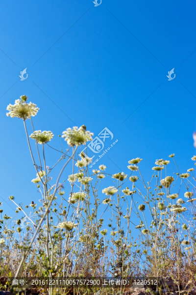 天空中美麗的花朵