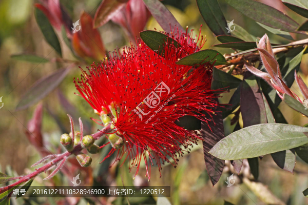 深紅色的瓶刷；Callistemon