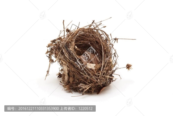 白背景孤立的小鳥巢