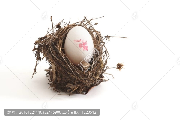 XL蛋孤立在白色背景下的小鳥巢