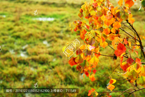 塔川紅葉