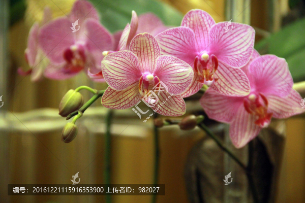 蝴蝶蘭鮮花