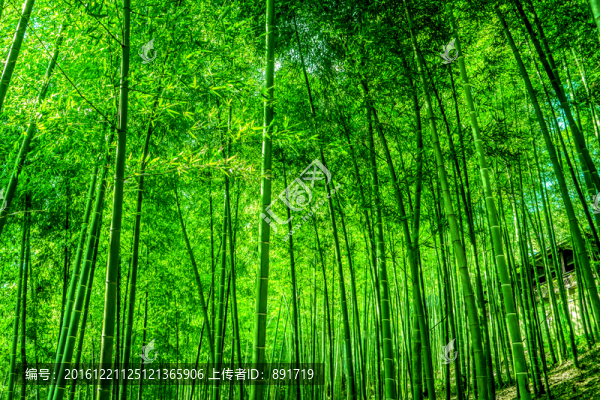 竹林,陽(yáng)光樹(shù)林