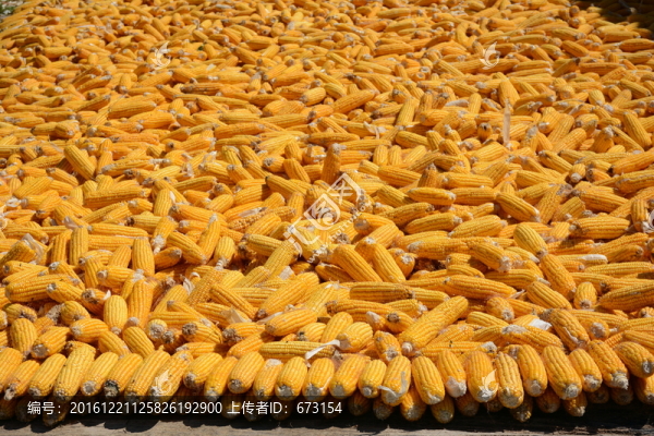 玉米棒