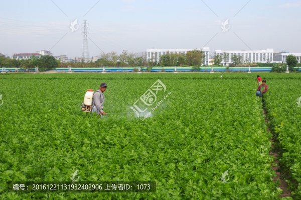 西芹種植園,噴灑農(nóng)藥