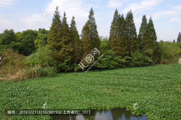 水葫蘆