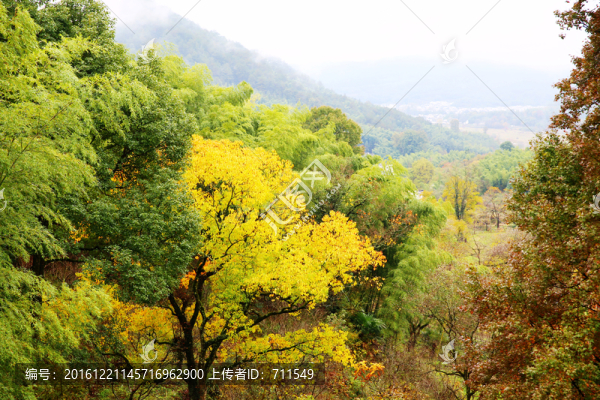 山區(qū)竹海樹林植被