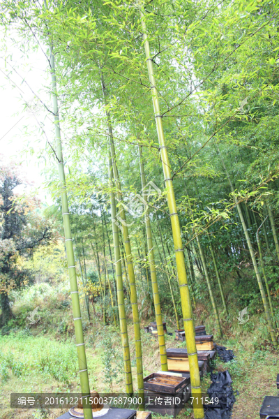 竹林