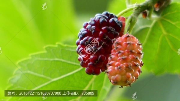 桑椹