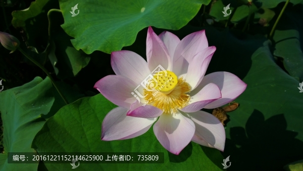荷花