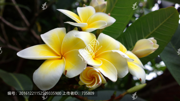 雞蛋花