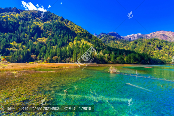 箭竹海,九寨溝