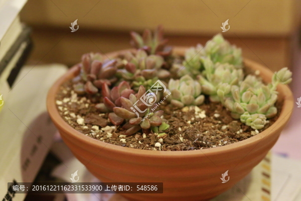 拼盆