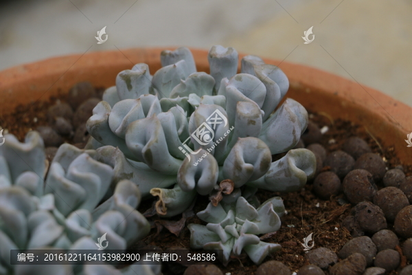 特玉蓮