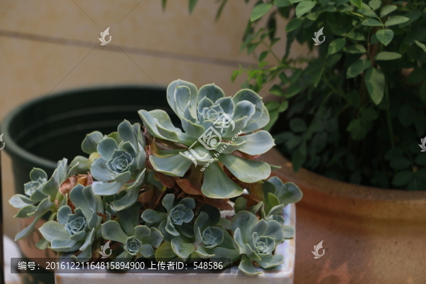 雨蝶群生
