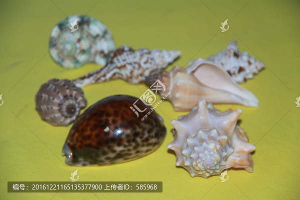 海螺