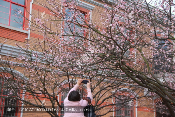 拍梅花