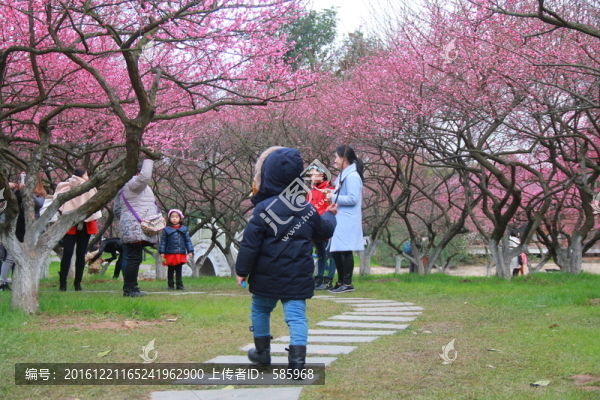 橘子洲賞梅花