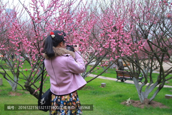 橘子洲拍梅花