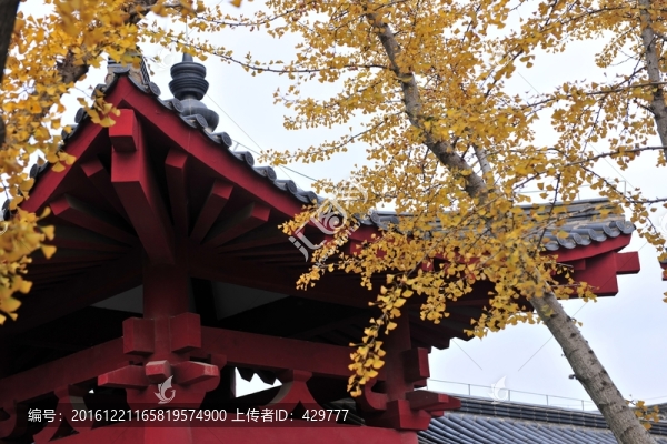 銀杏樹(shù),,,古建筑