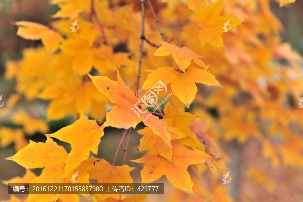 楓樹葉,,,黃葉,,秋色