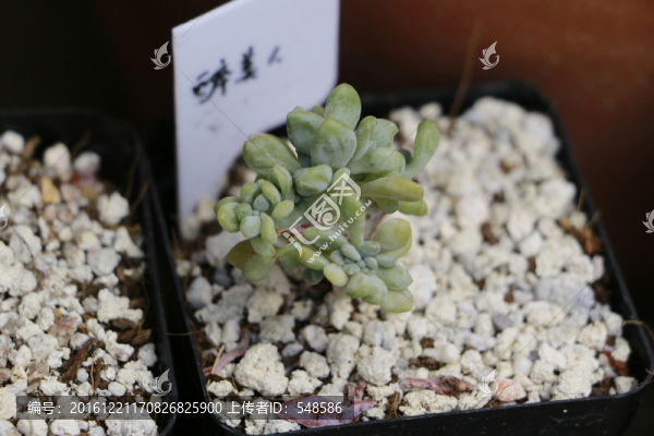 醉美人