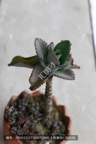 落地生根