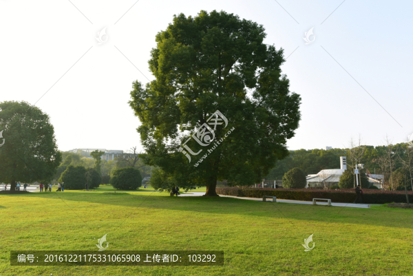 武漢大學(xué)的綠樹和草坪